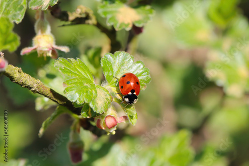 Seven-spotted ladybug on a plant, a gooseberry bush in the garden. It is a useful insect that eats plant pests such as aphids.