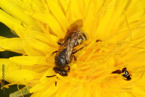 Wild bee pollinating of plants flowers.