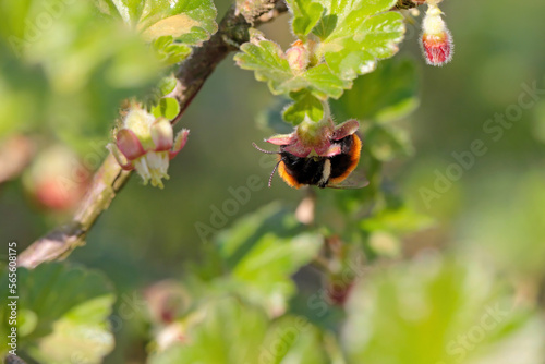 Tawny mining bee, Andrena fulva pollinating flowers. Feeding, pollinating the gooseberry blossom in the garden in spring.