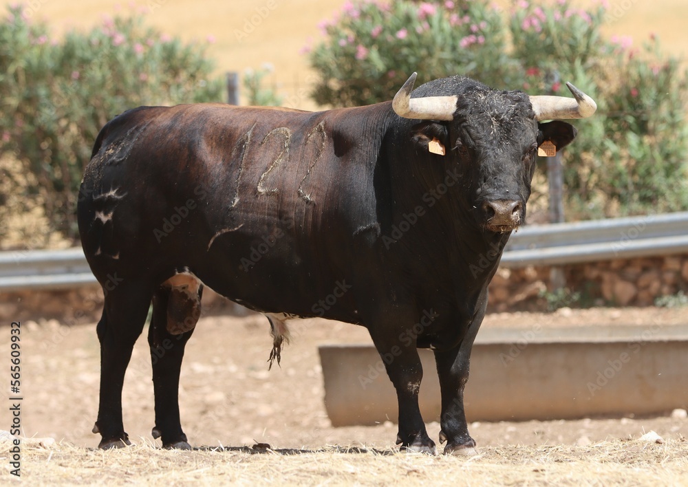 Bull in spain in the green field Bull in spain in the green field