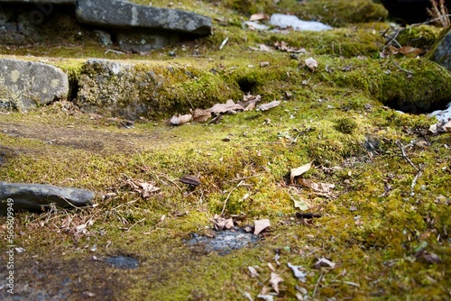 Moss on stone steps and fallen leaves in winter