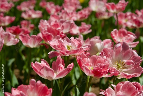 Tulips mixed with pink and white