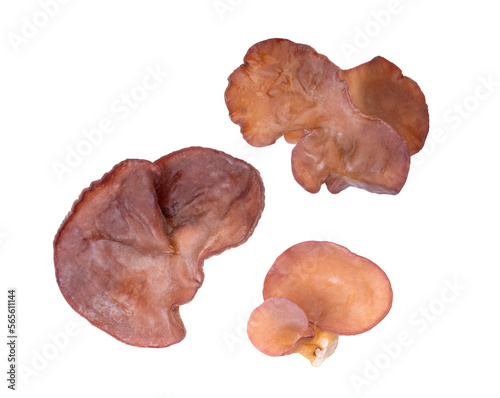 Jelly mushroom isolated on transparent png
