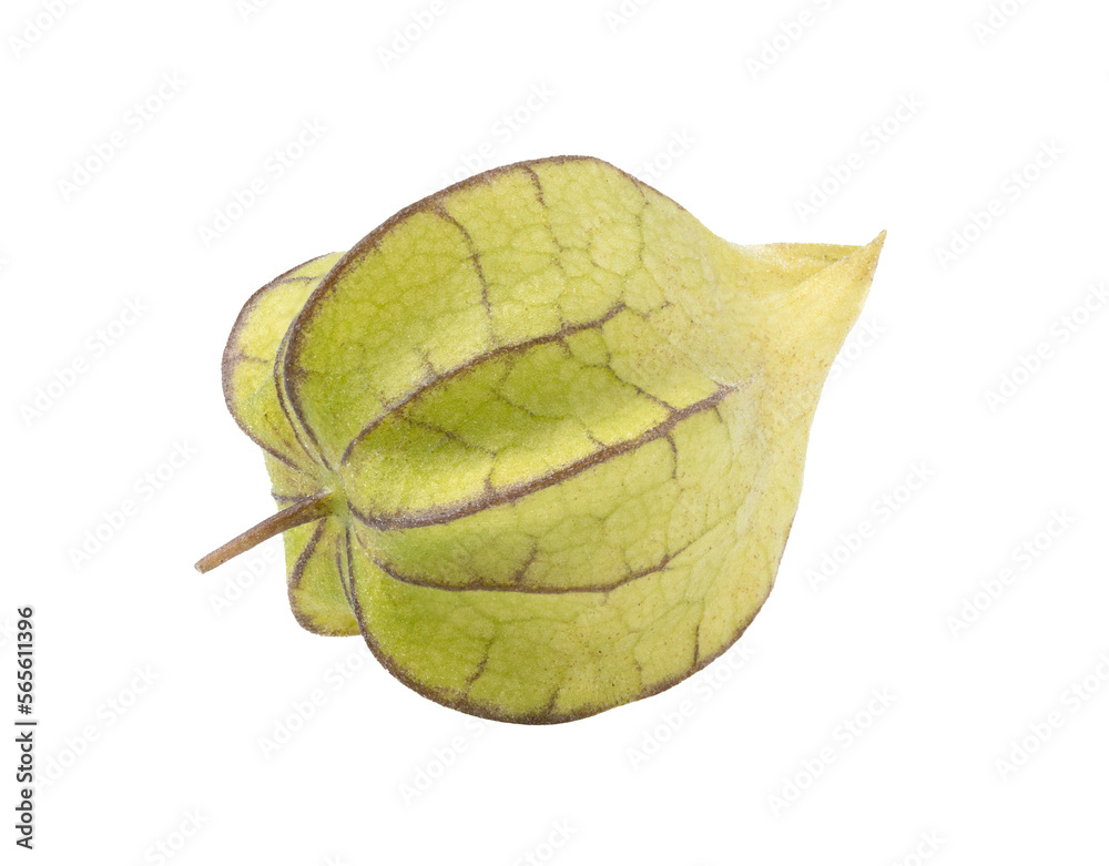 Obraz premium cape gooseberry on transparent png