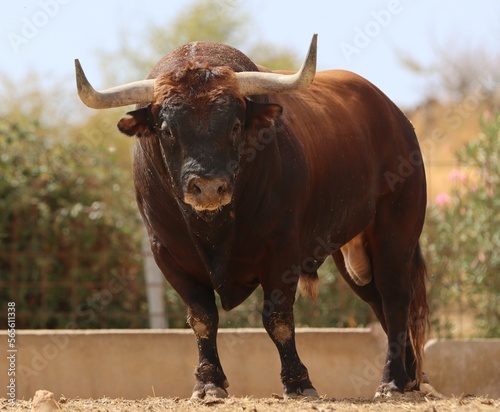 Bull in spain in the green field 
