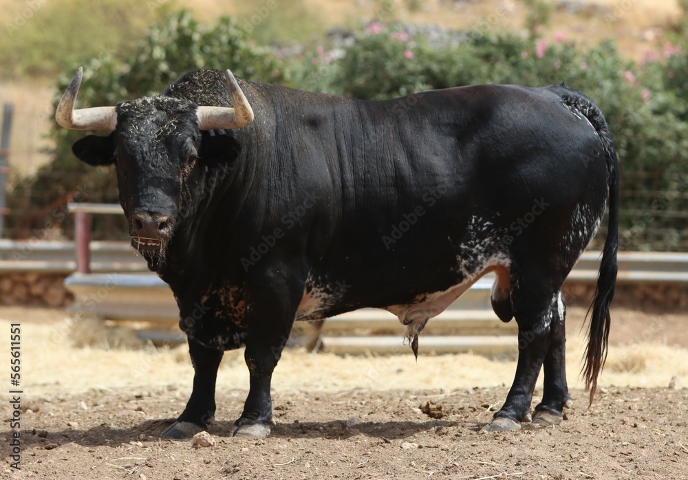 Bull in spain in the green field	