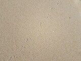bird foot prints in wet sand at beach