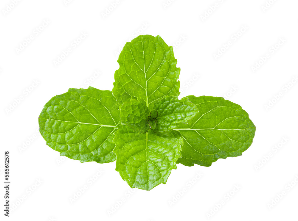 mint isolated on transparent png mint isolated on transparent png