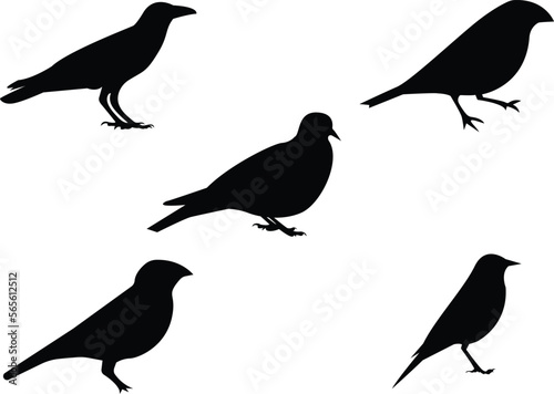 Wallpaper Mural collection of birds. Set of decorative bird silhouettes. Vector illustration. Birds flying and sitting Torontodigital.ca