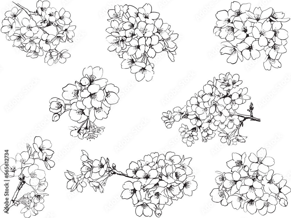 桜のイラスト線画 ベクター素材 リアルタッチ セット Clip art set of cherry blossoms line drawing ...
