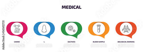 medical infographic element with outline icons and 5 step or option. medical icons such as canine, l, bacteria, blood sample, biological warning vector.