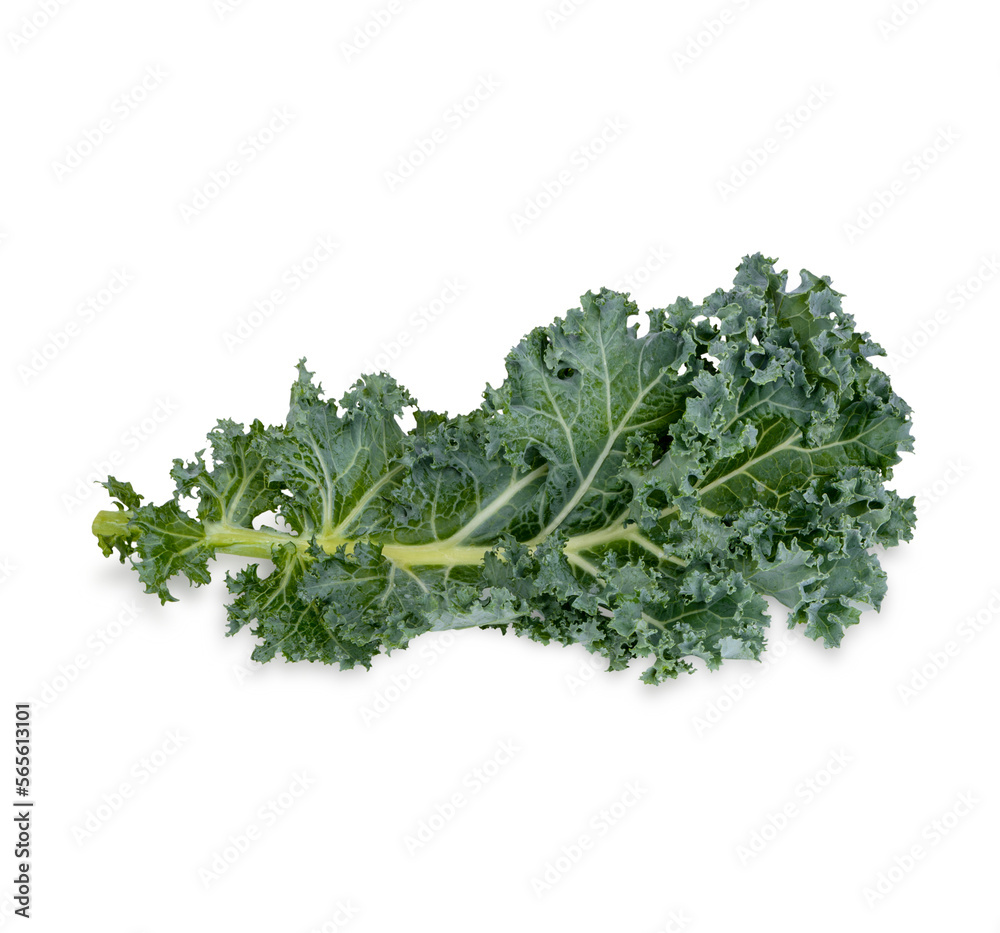 Fresh kale isolated on transparent background (.PNG) Fresh kale isolated on transparent background (.PNG)