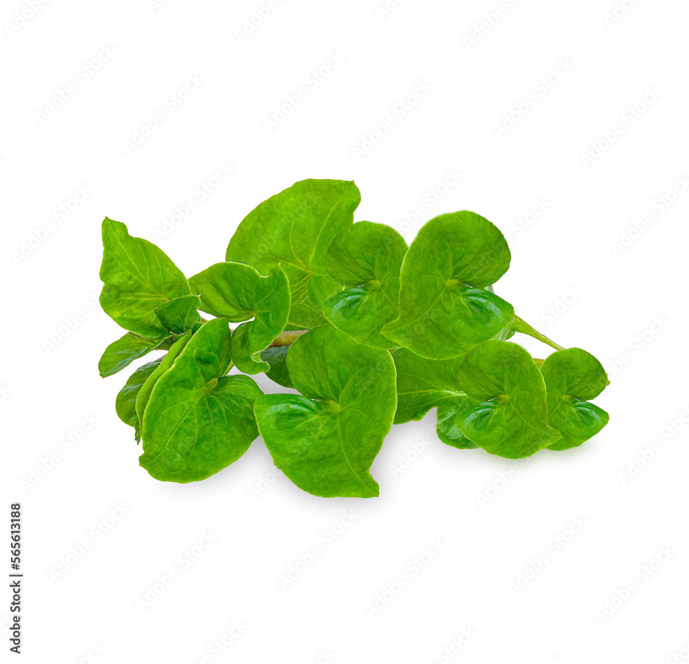 Fresh watercress isolated on transparent background (.PNG) Fresh watercress isolated on transparent background (.PNG)
