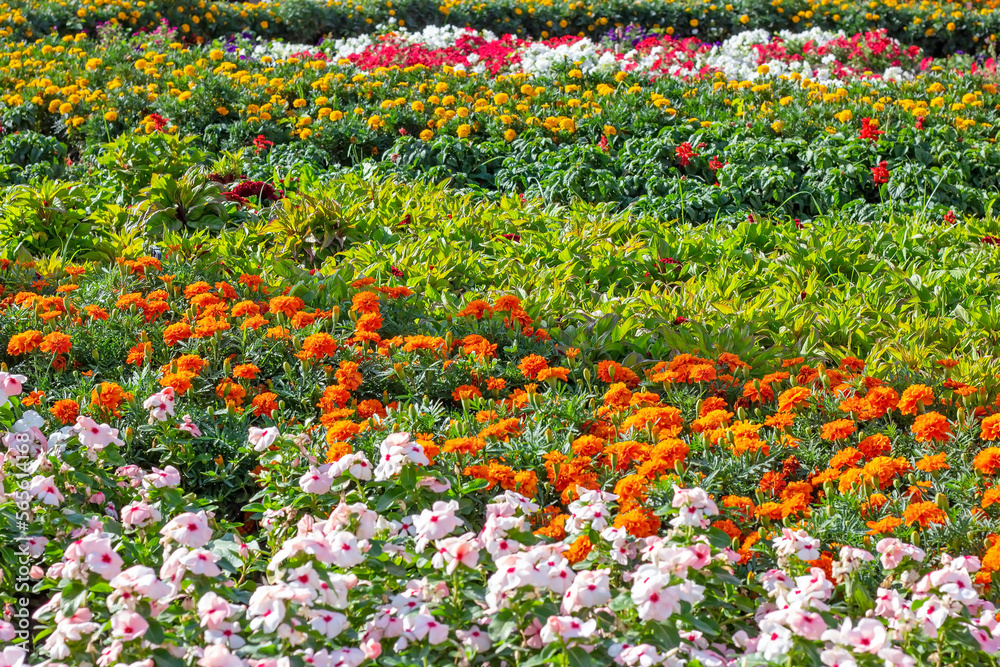 Bright colorful flowers on the flowerbed in the ornamental garden in summer sunny day outdoors.