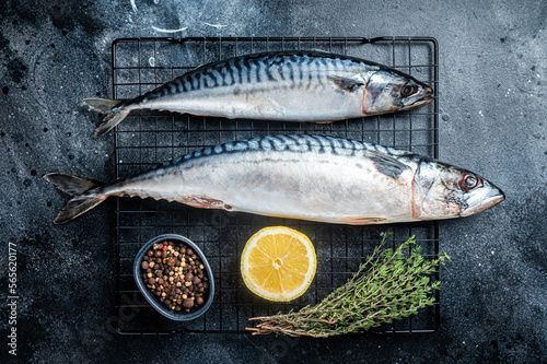Fresh Raw mackerel scomber fish ready for grilling. Black background. Top view