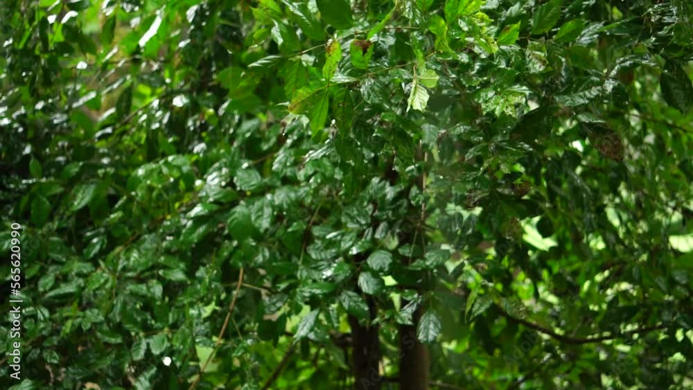 Tree branch and leaf in the rain at thailand Tree branch and leaf in the rain at thailand