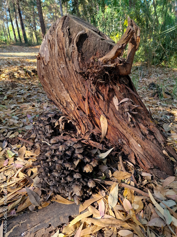 Cut eucaliptus tree bark and wild mushrooms at Athalassa Park, Cyprus Cut eucaliptus tree bark and wild mushrooms at Athalassa Park, Cyprus