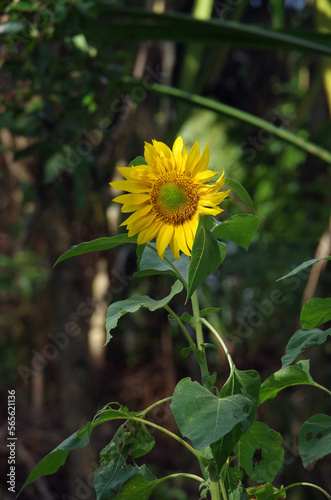 Sunflowers symbolize loyalty or fidelity because these plants always follow the direction of the sun.