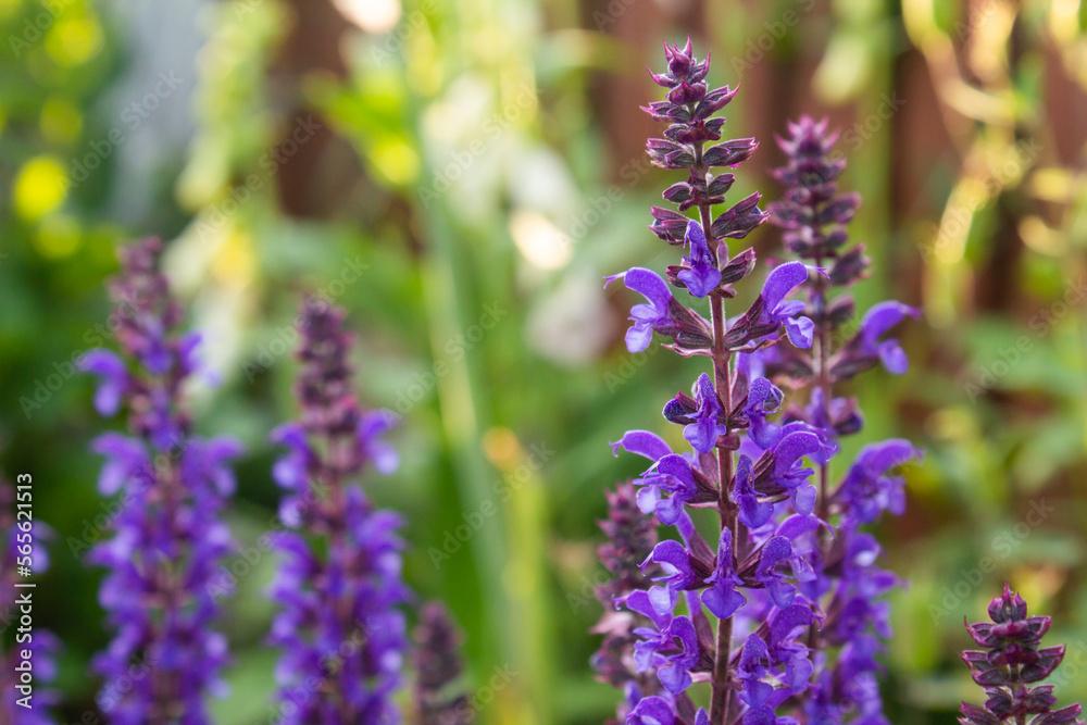 Purple woodland sage, Balkan clary, salvia nemorosa flowers close-up, macro blossom Purple woodland sage, Balkan clary, salvia nemorosa flowers close-up, macro blossom