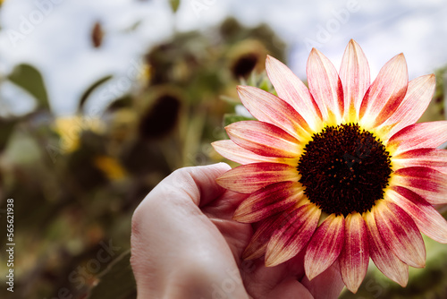 Beautiful sunflower hold by a hand in a garden in summer, helianthus