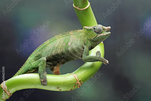 fischer chameleon walking on tree, female fischer chameleon, animals close-up
