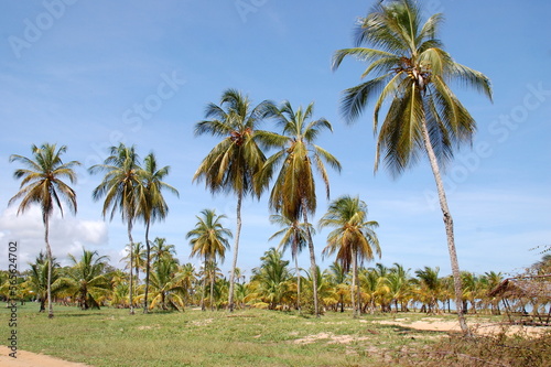 Amérique du Sud, Guyane Française, Kourou, la cocoteraie offre un paysage exotique et tropical en bordure de l'océan Atlantique.