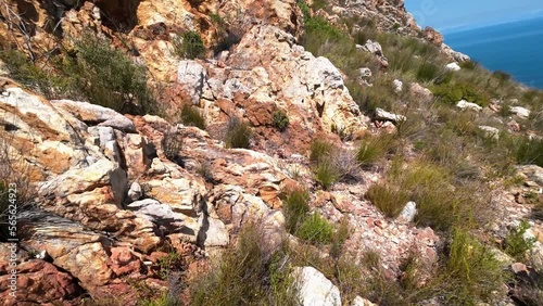 cactus in the mountains. Cape Town South Africa