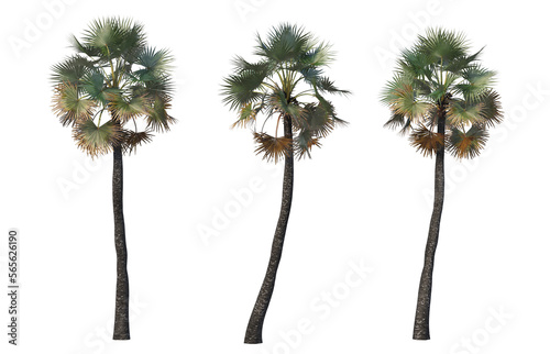 Palm and coconut trees of various sizes and shapes. © jomphon