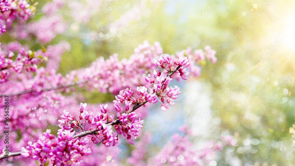 Spring tree with pink flowers. Spring border or background art with pink blossom. Beautiful nature scene with blossoming tree and sunlight. Spring tree with pink flowers. Spring border or background art with pink blossom. Beautiful nature scene with blossoming tree and sunlight.
