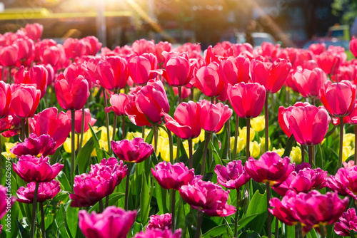 Red tulips bloom under sunshine in the garden. 