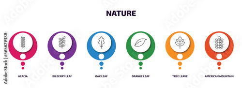 nature infographic element with outline icons and 6 step or option. nature icons such as acacia, bilberry leaf, oak leaf, orange leaf, tree leave, american mountain ash vector.