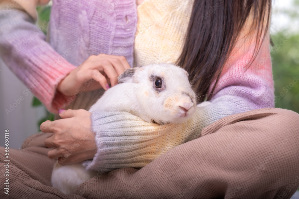 Sweetness of woman and her pet, rabbit on human lap with love touching and caring. Sweetness of woman and her pet, rabbit on human lap with love touching and caring.