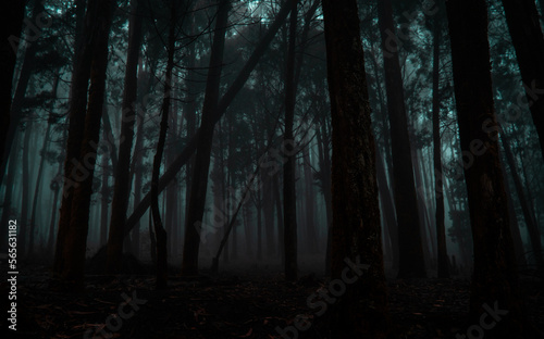 Fog-filled cold and dark haunted forest