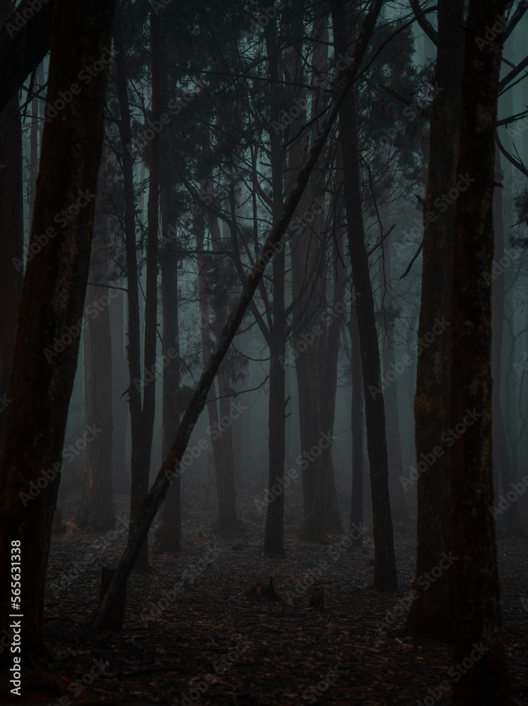 Fototapeta premium Fog-filled cold and dark haunted forest