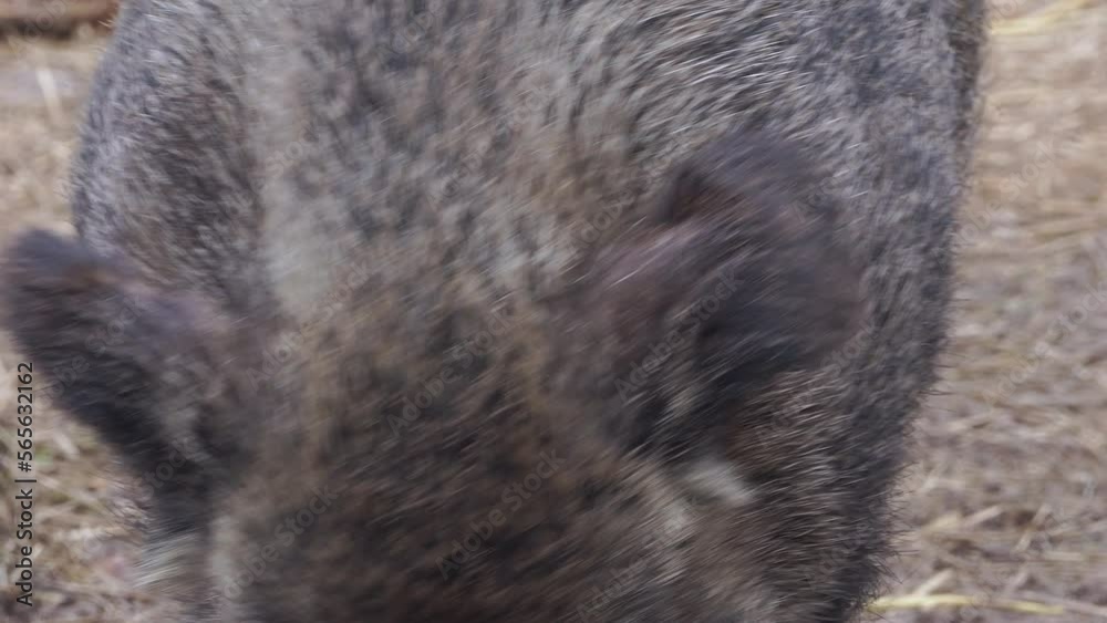custom made wallpaper toronto digitalClose up of wild boar Sus scrofa pig. European nature. High quality 4k ProRes footage