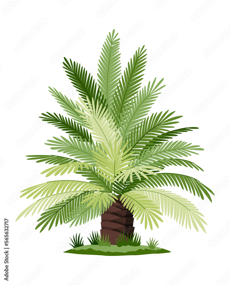 Obraz premium Palm tree with green leaves top and trunk. Exotic fruitful tree. nature flora isolated on white background