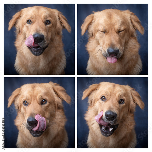 Fototapeta Naklejka Na Ścianę i Meble -  Licking dog with different expressions.