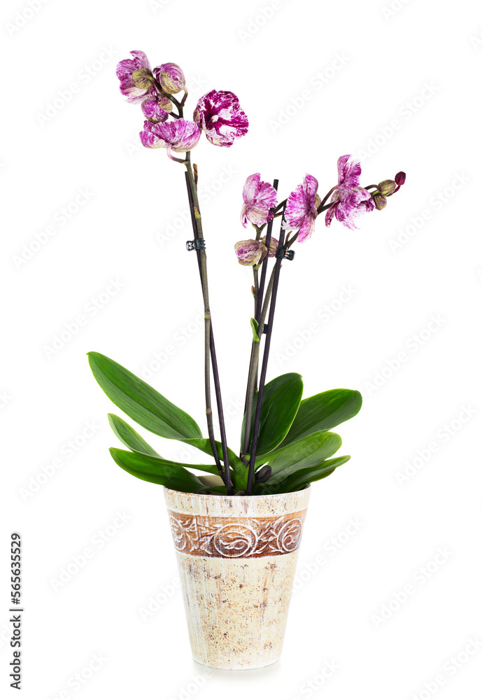 Pink tiger orchid flower in pot Pink tiger orchid flower in pot