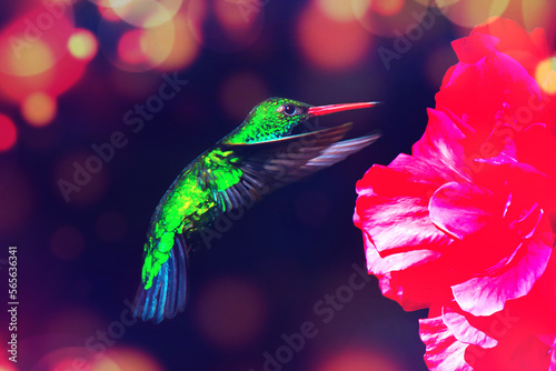 Colibrí volando con hibiscus roja y bokeh naranja © Maelia Rouch