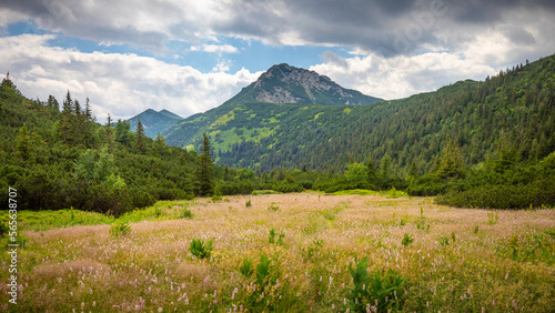 landscape with meadow in the summer