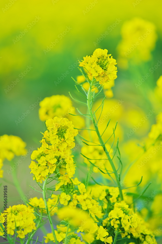 Fototapeta premium 春を喜ぶ