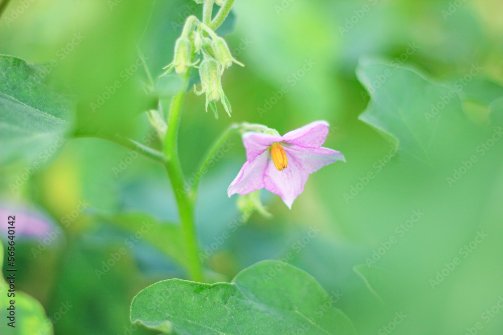 Purple petals and yellow stamens of eggplant. Purple petals and yellow stamens of eggplant.