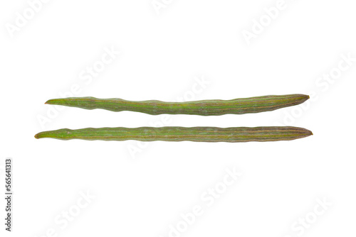 moringa oleifera stick isolated on white background.