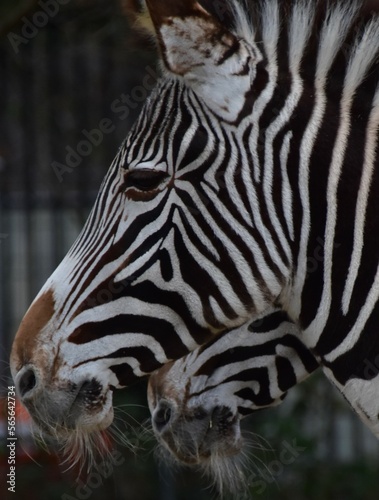 portrait of a zebra in profile close-up