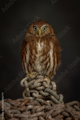 Pygmy Owl from South America, worlds smallest owl and bird of prey. Natural hunting wild bird