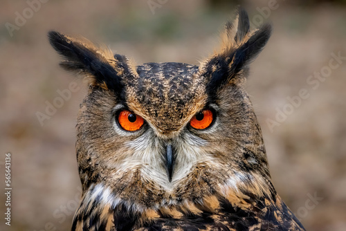 Eurasian Eagle owl staring at the camera with bright orange piercing eyes. Bird of prey with tufty ears. Large wild bird
