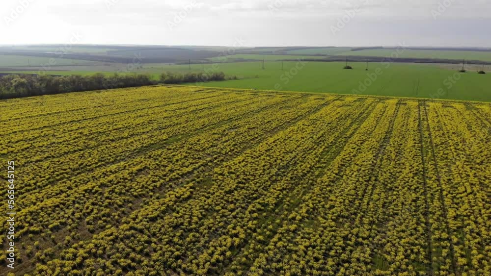aerial shot of the blooming rapeseed canola field aerial shot of the blooming rapeseed canola field
