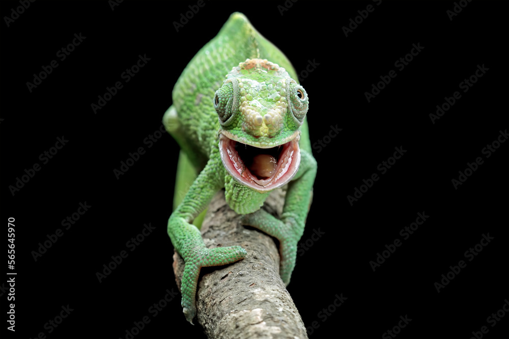 female fischer chameleon isolated on black background, tooth structure of chameleon, animals close-up - obrazy, fototapety, plakaty 