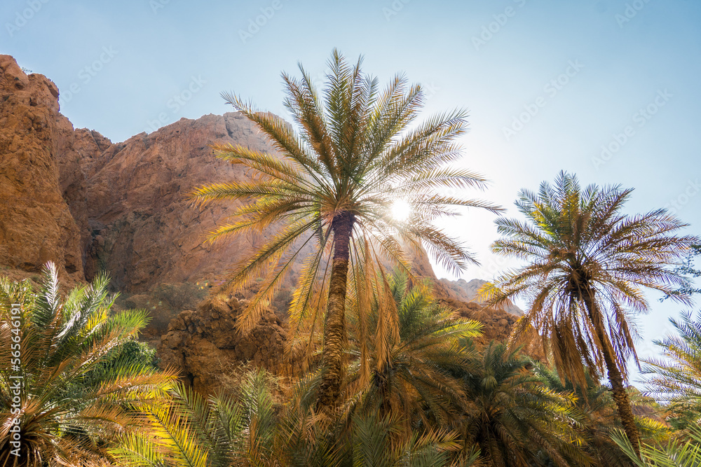 palm trees in the desert of Oman 