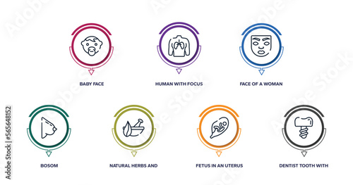dentist outline icons with infographic template. thin line icons such as baby face, human with focus on the lungs, face of a woman, bosom, natural herbs and a mortar for healing, fetus in an uterus,